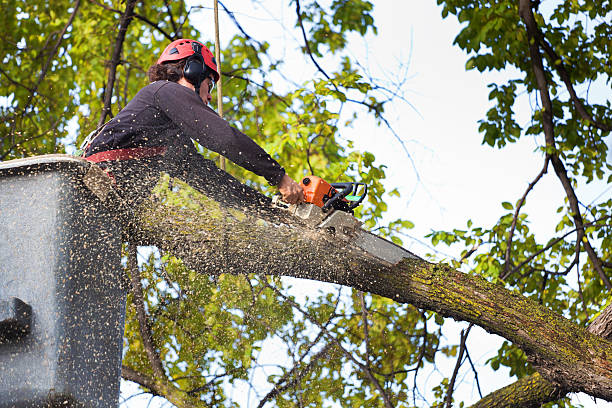 Best Weed Control  in Presidential Lakes Estates, NJ